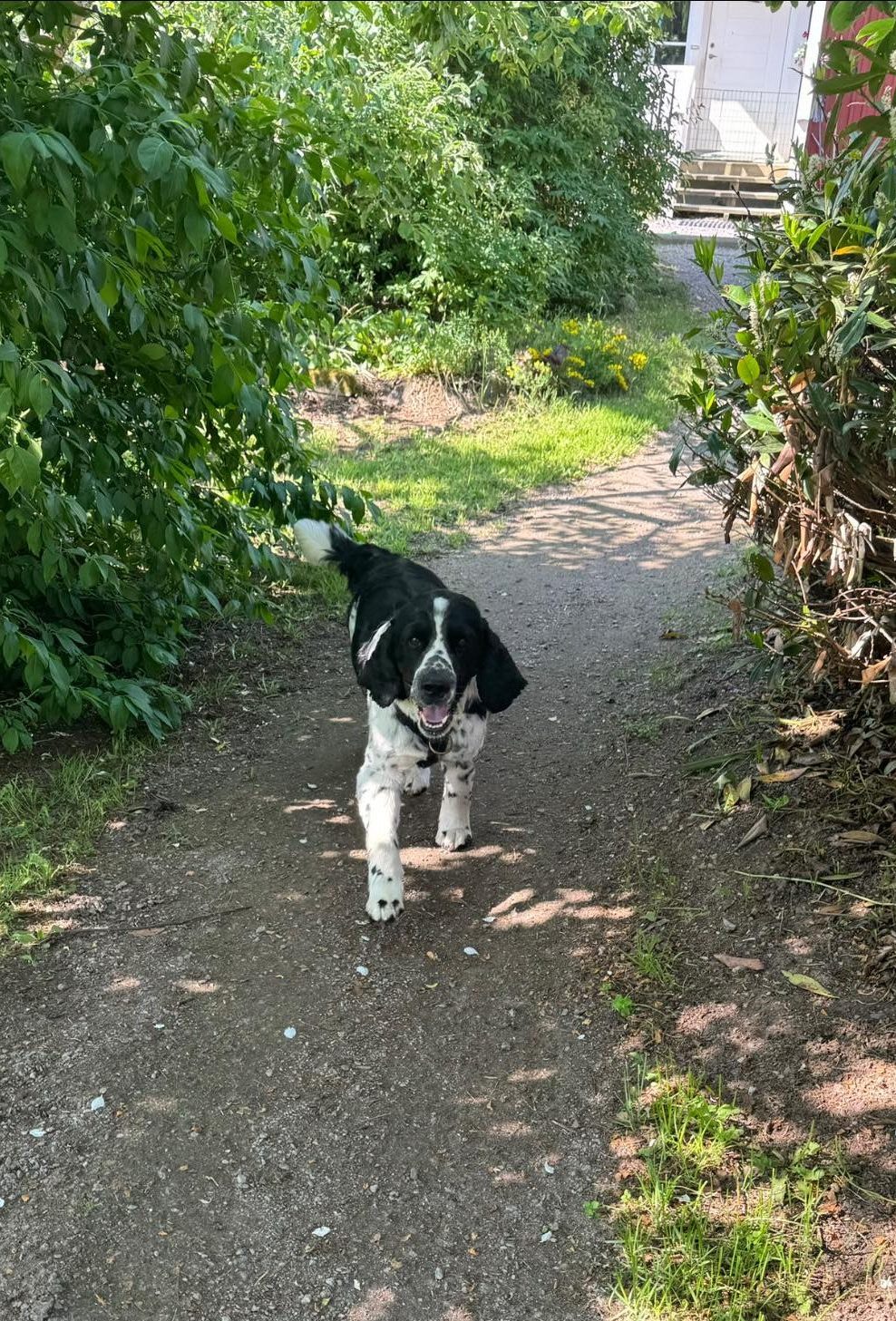 Bästa Skogspromenad för hund för dig i Skokloster