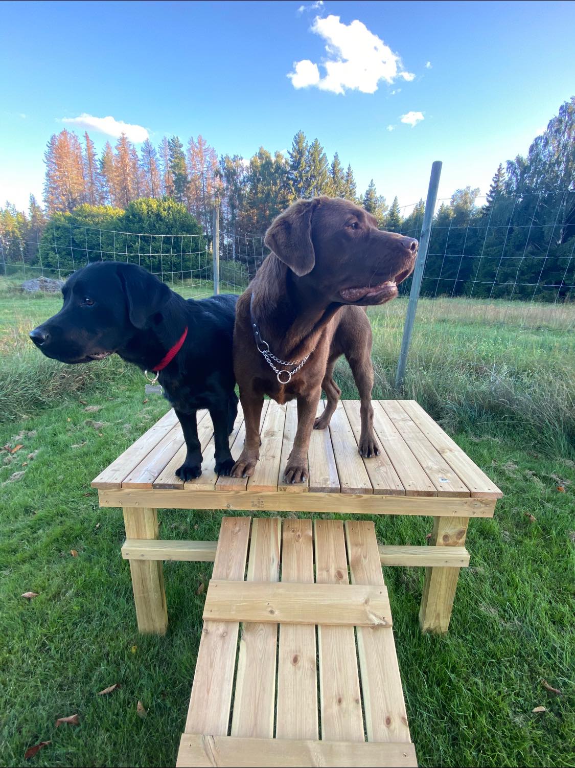 Din lokala Skogspromenad för hund i Skokloster