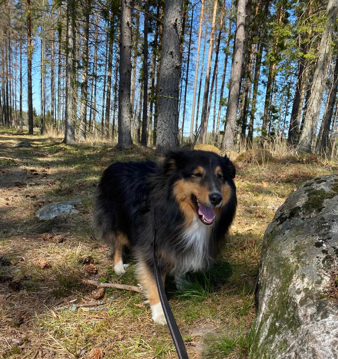 Bästa hunddagiset i Skokloster inom Skogspromenad för hund